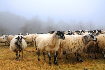 Obraz na płótnie Canvas owce z Masywu Centralnego