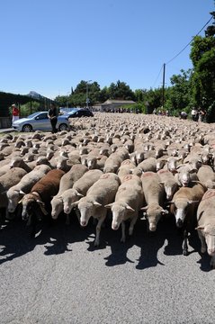 Transhumance En Ville