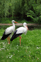 white storks