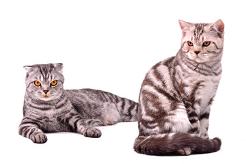 Mother and son - scottish fold cat and kitten isolated