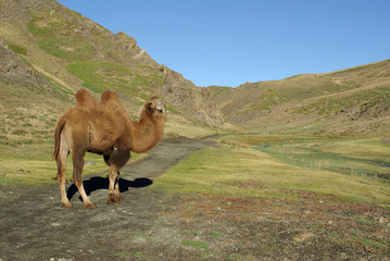Chameau, Mongolie