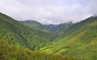 Vista general del Bosque de muniellos.