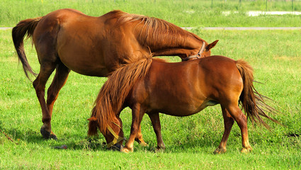 Portrait of two horses