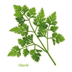 Fresh Chervil Herb