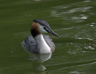 Grebe