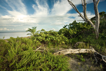 Fototapeta na wymiar Natural Florida Coastline