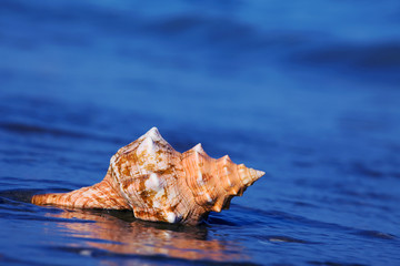 Obraz na płótnie Canvas Morze i piaszczysta plaża z muszli