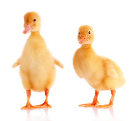 two yellow duck isolated on white