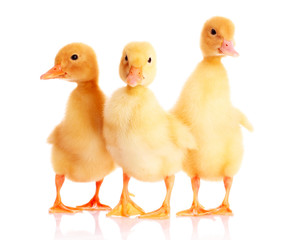 three duckling isolated on white