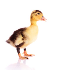 a duckling isolated on white