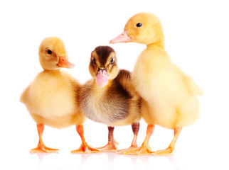 three duckling isolated on white