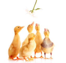 a few ducks and a flower isolated on white
