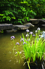 Purple irises in pond