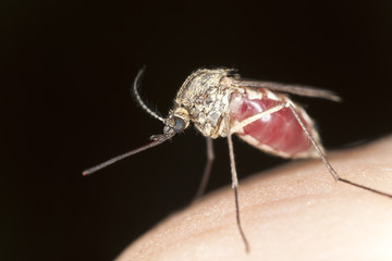 Mosquito finished sucking and is ready to fly, extreme close up