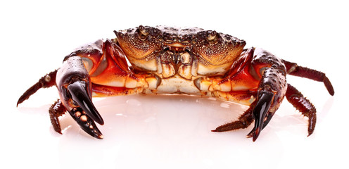 Crab isolated on white