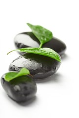 black stones and green leaves