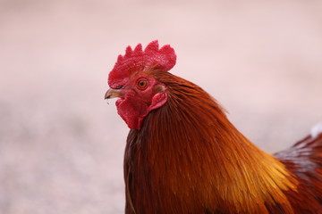 Rostroter Hahn