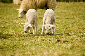 Naklejka na ściany i meble Twin lambs grazing