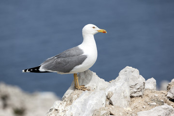 Yellow legged gull