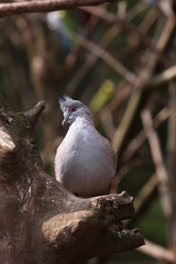 Schopftaube