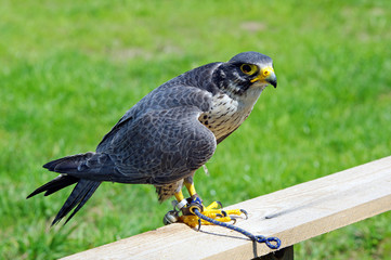 Wanderfalke