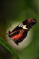 Macro of a Monarch Butterfly