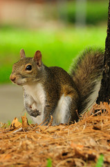Obraz premium Eatern Gray Squirrel