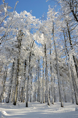 Winter forest