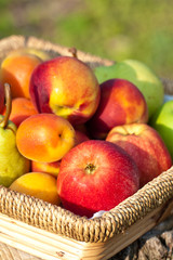 Fruits in basket