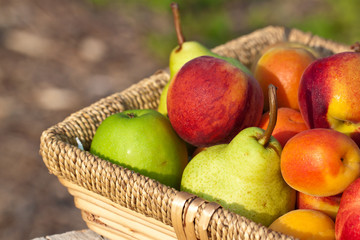 Fruits in basket