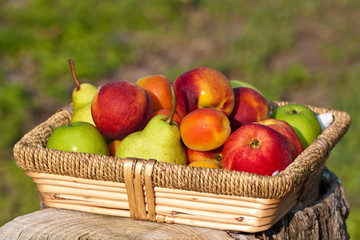 Basket of fruits