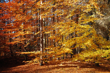 Autumn in forest
