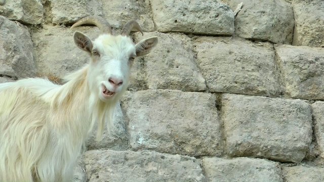 White Coat