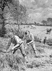 Mowing Clover