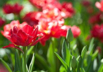 Spring field with colorful tulips.