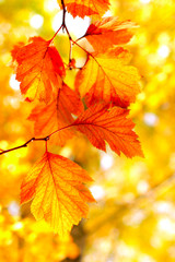 Naklejka na ściany i meble Bright autumn foliage close up