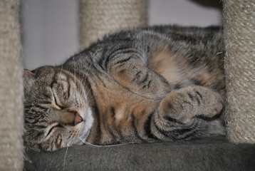 le dodo du chat © Laure Cabot