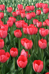 Fototapeta premium Tulips in a spring garden