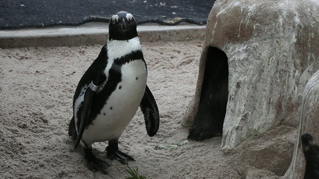 Pinguin