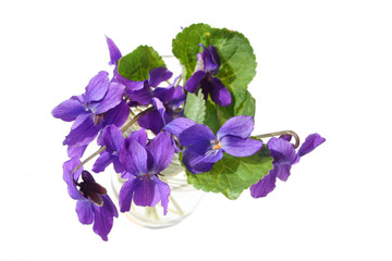 Naklejka premium Viola odorata