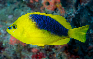 Shy Hamlet swimming on an artificial reef.