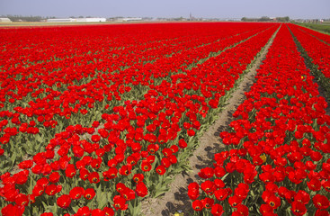 Tulip field in Holland