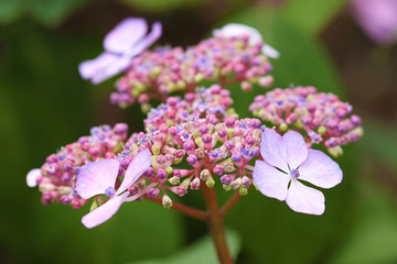 Samthortensie