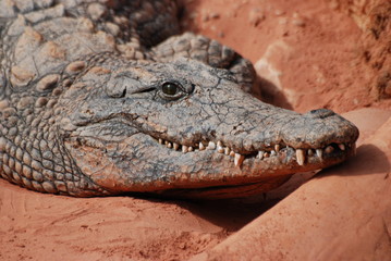 crocodile