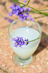 Pastis et Lavande