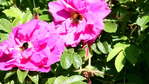 Bee on a flower wild rose