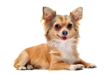 Fototapeta premium belle chihuahua