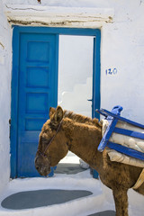 grèce,cyclades,amorgos : village de potamos, âne