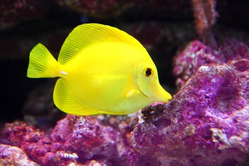 Yellow Hawaiian Tang Sailfin Surgeonfish