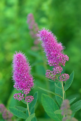 Spierstrauchblüten (Spiraea salicifolia)